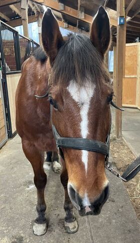 The same bay mare from the